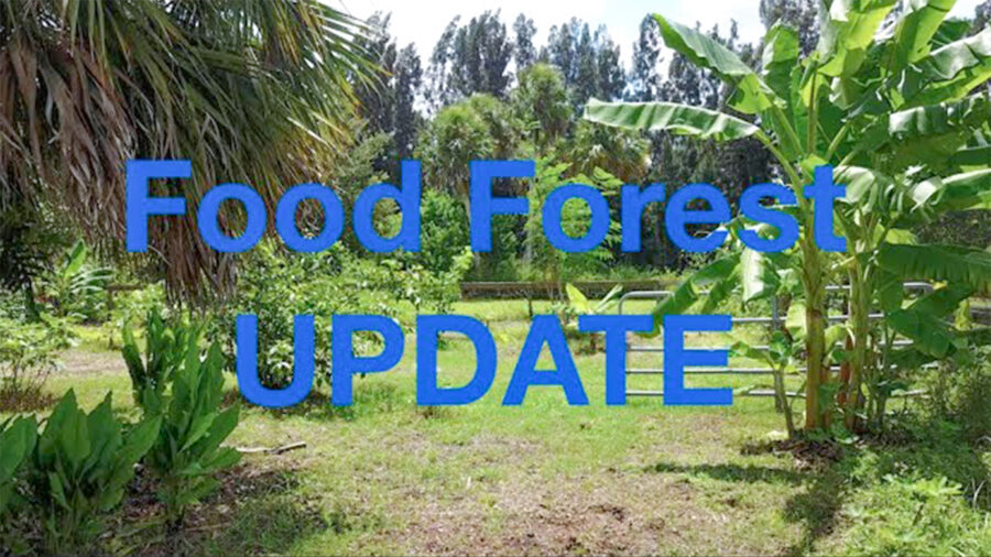 Central Florida Food Forest Video Update Image
