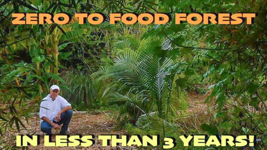 Central Florida Food Forest Update January 15th 2020 Image