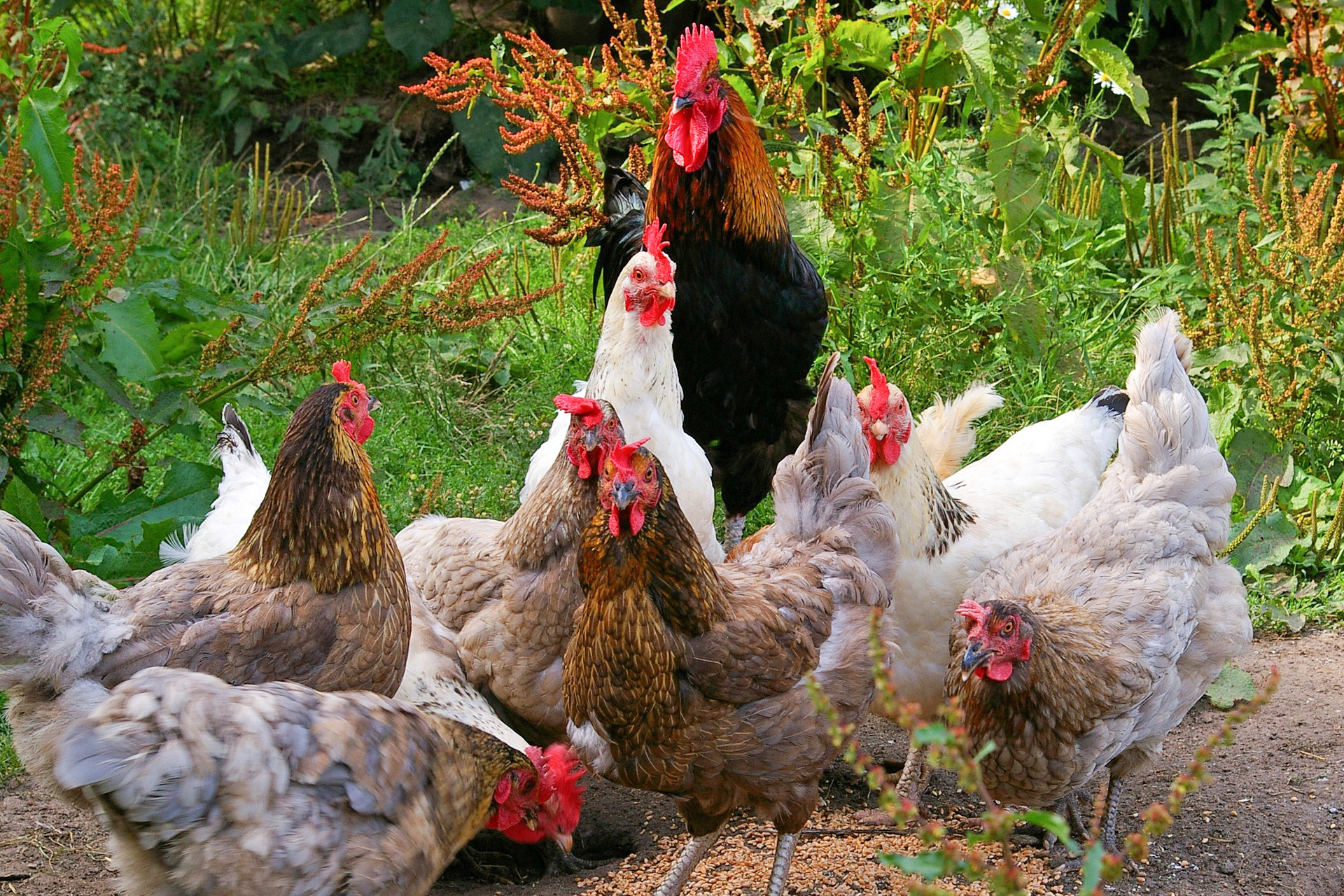 Redemptive Stewardship and Our Dinner Table