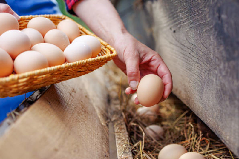 A man collecting eggs from a hen house.