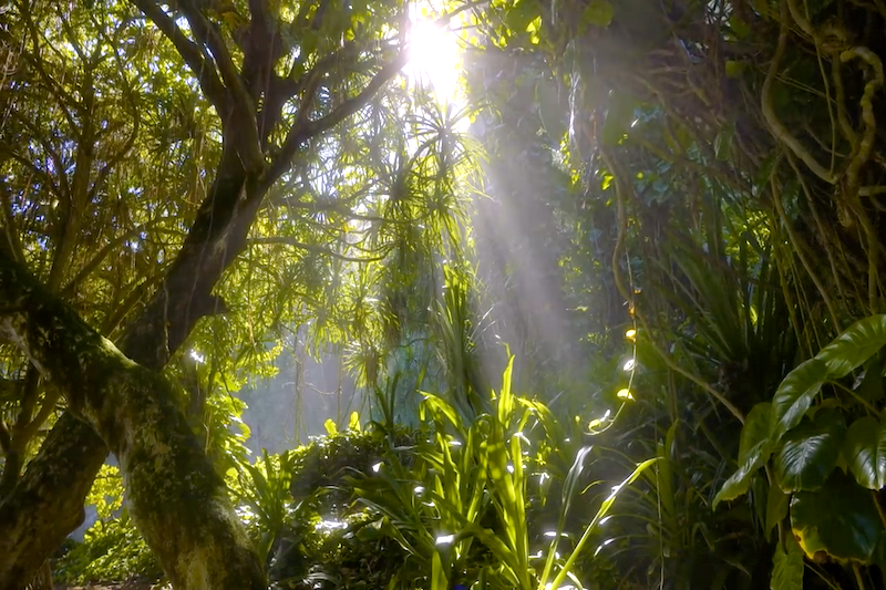 In the Beginning – Creation as a Garden