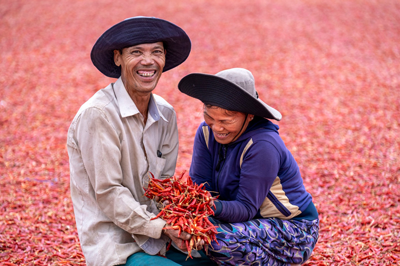 A couple of farmers harvesting chillis.