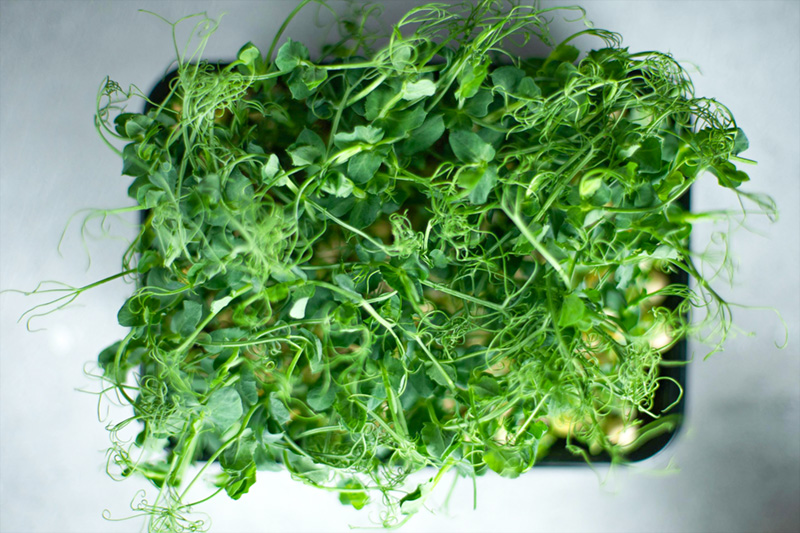 Microgreens
