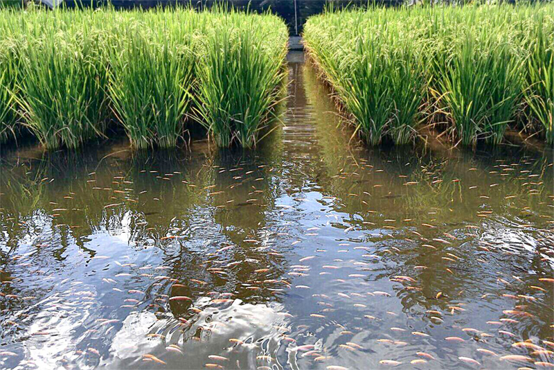Rice and fish farm in Java, Indonesia.