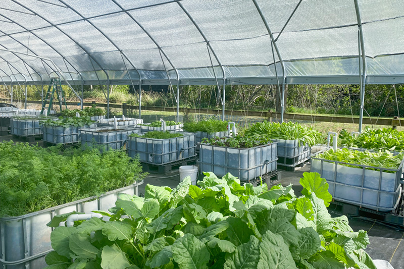 Planting totes in a greenhouse at Eden Homestead
