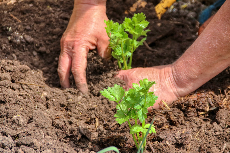 A farmer planting cilantro.