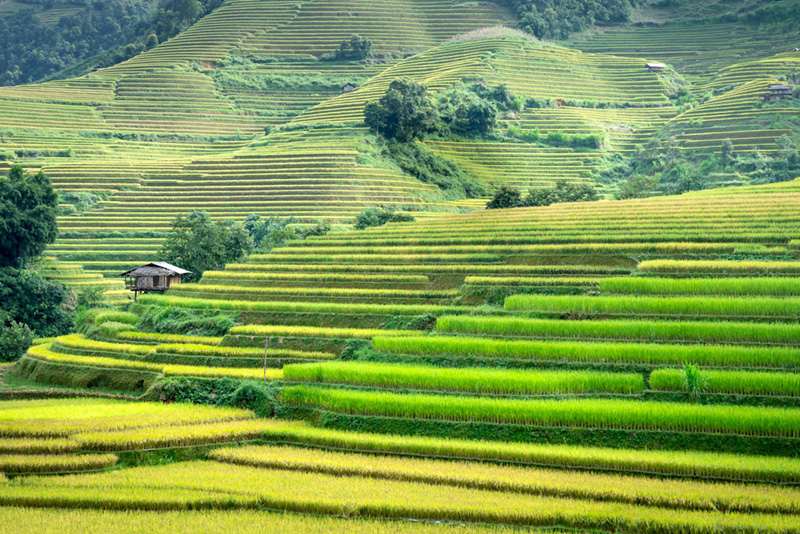 Beautiful hill terraces of rice.