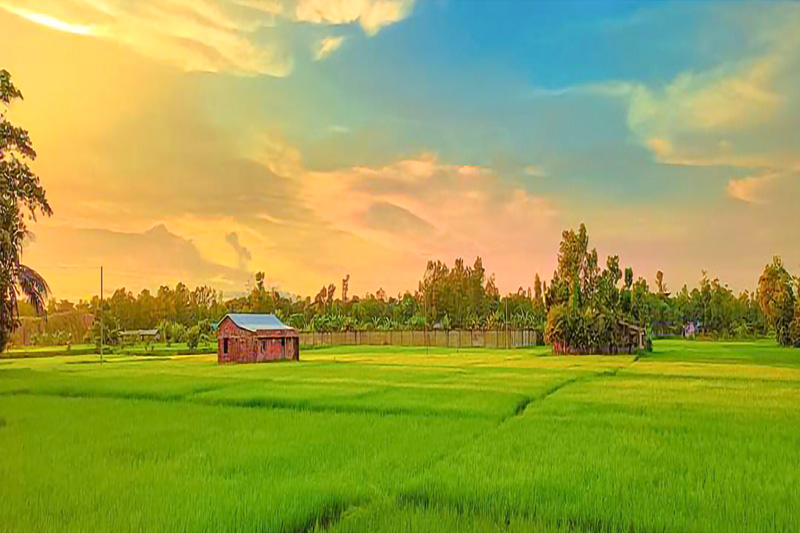 A rice field with a colorful sky over it.