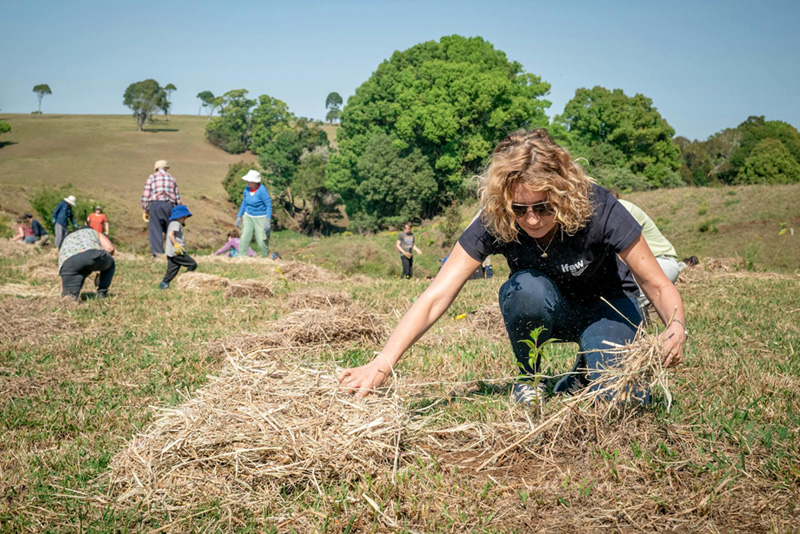 A group of volunteers picking up dried weeds from the field.